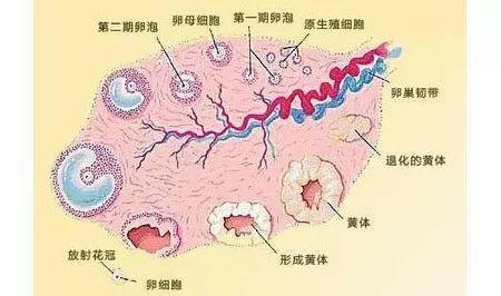 上海不孕不育医院